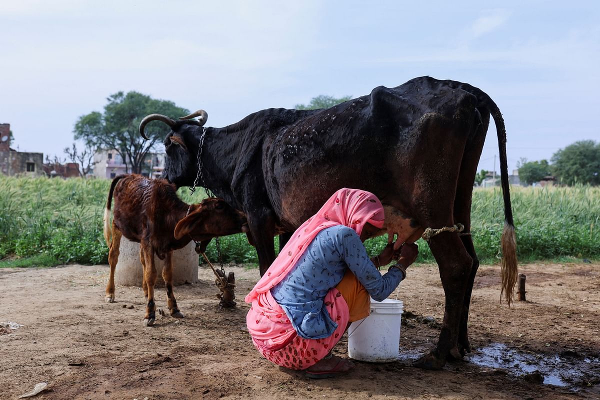 ನಂದಿನಿ ಹಾಲಿನ ಕೊರತೆ: 76 ಲಕ್ಷ ಕೆ.ಜಿಗೆ ಇಳಿದ ಸಂಗ್ರಹಣ