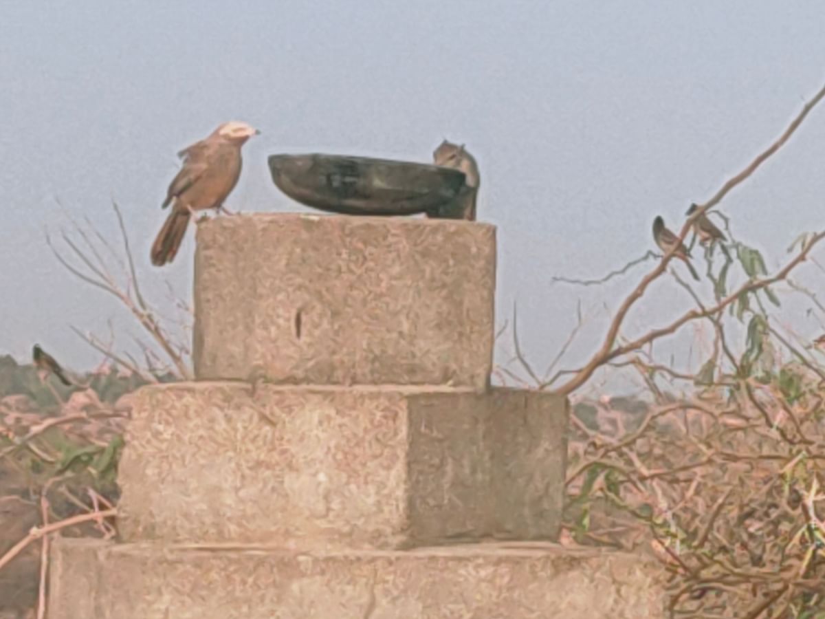 test oct1 ಸ್ವಸ್ಥಿ ಪೊರೆದ ಅಳಿಲು ಮರಿಗಳು!