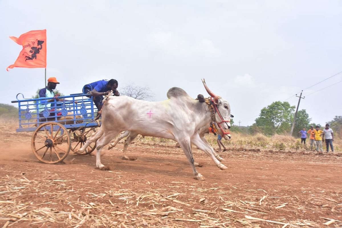 Photos: ಖಾಲಿಗಾಡಾ ಸ್ಪರ್ಧೆ; ಉತ್ಸಾಹದಿಂದ ಪಾಲ್ಗೊಂಡ ರೈತರು