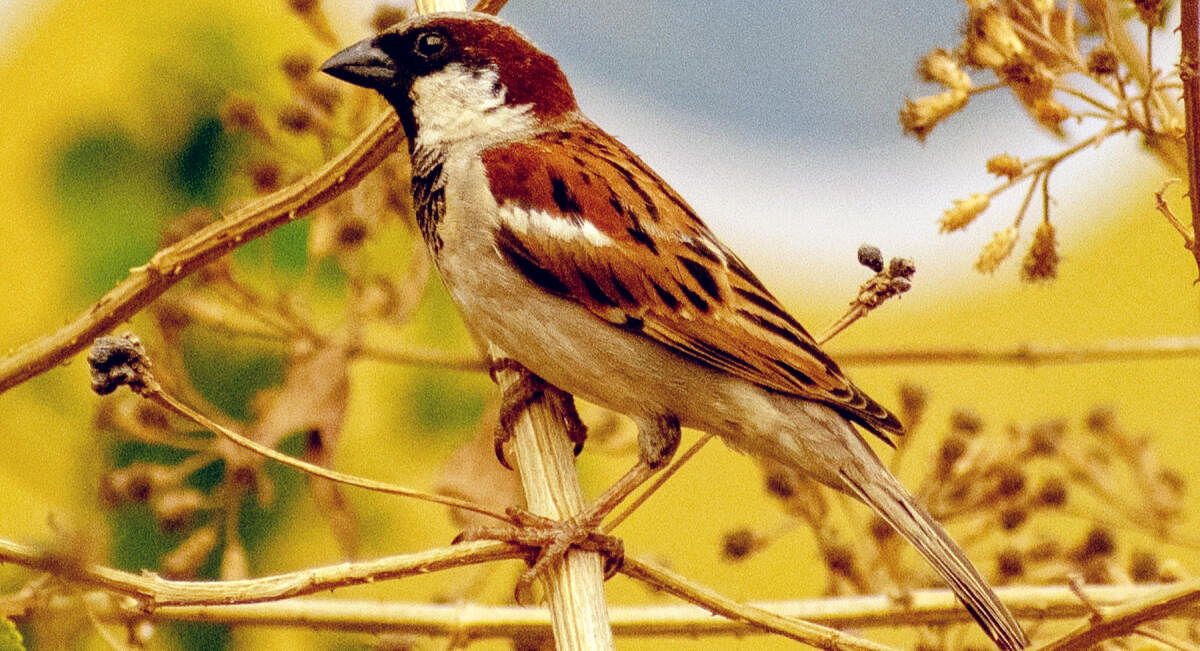 ಗುಬ್ಬಚ್ಚಿ