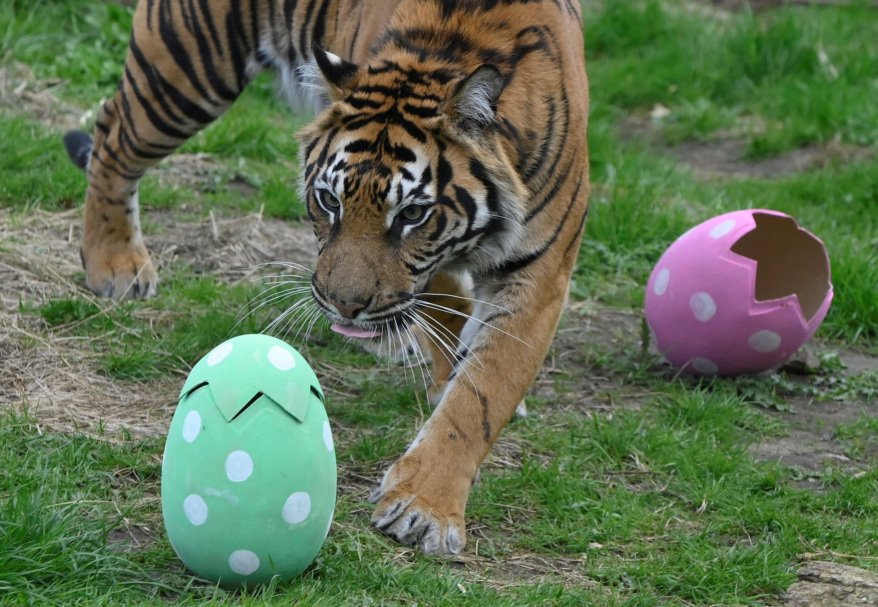 A critically endangered Sumatran tiger samples cinnamon scented egg shapes, which encourages their natural foraging and hunting behaviours, according to London Zoo, during a seasonal publicity event at ZSL London Zoo in London Britain, April 5, 2023. REUTERS/Toby Melville