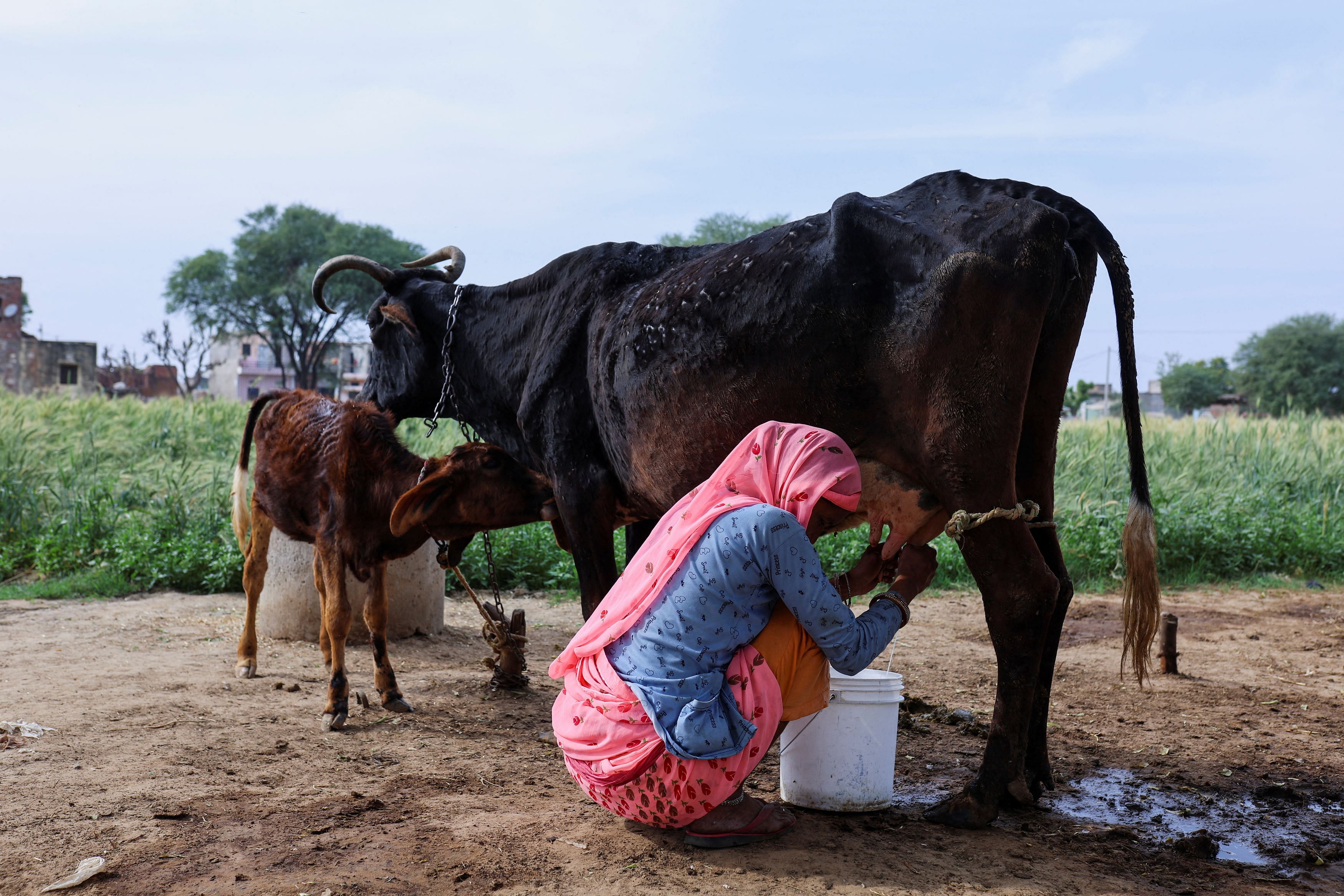 A woman milks a cow at a farm on the outskirts of Jaipur, India, February 24, 2023. REUTERS/Anushree Fadnavis