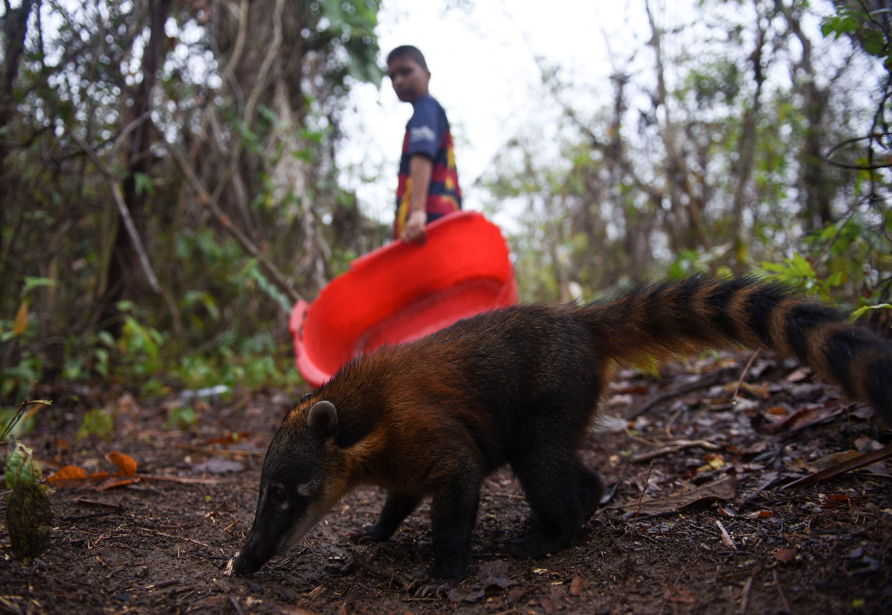 Eddy the badger is pictured as Nicanor goes to leave water and fruits for the animals affected by the fires, in San Buenaventura, Bolivia November 26, 2023. REUTERS/Claudia Morales