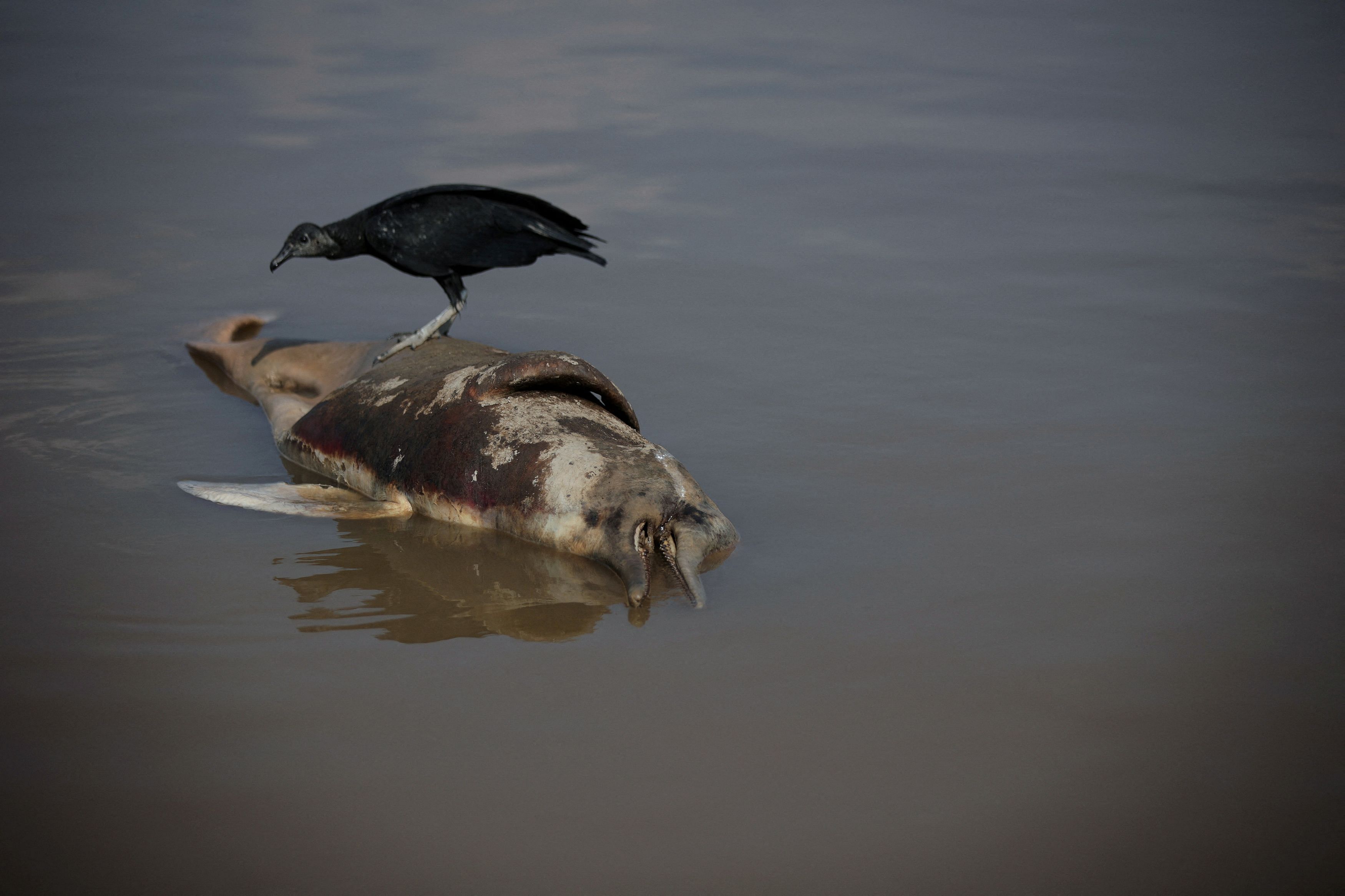 A dead dolphin is seen at Tefe lake, which flows into the Solimoes river, that has been affected by the high temperatures and drought in Tefe, Amazonas state, Brazil, October 1, 2023.       REUTERS/Bruno Kelly         TPX IMAGES OF THE DAY           SEARCH "YEAR-END CLIMATE" FOR THIS STORY. SEARCH "REUTERS YEAR-END" FOR ALL BEST OF 2023 PACKAGES.