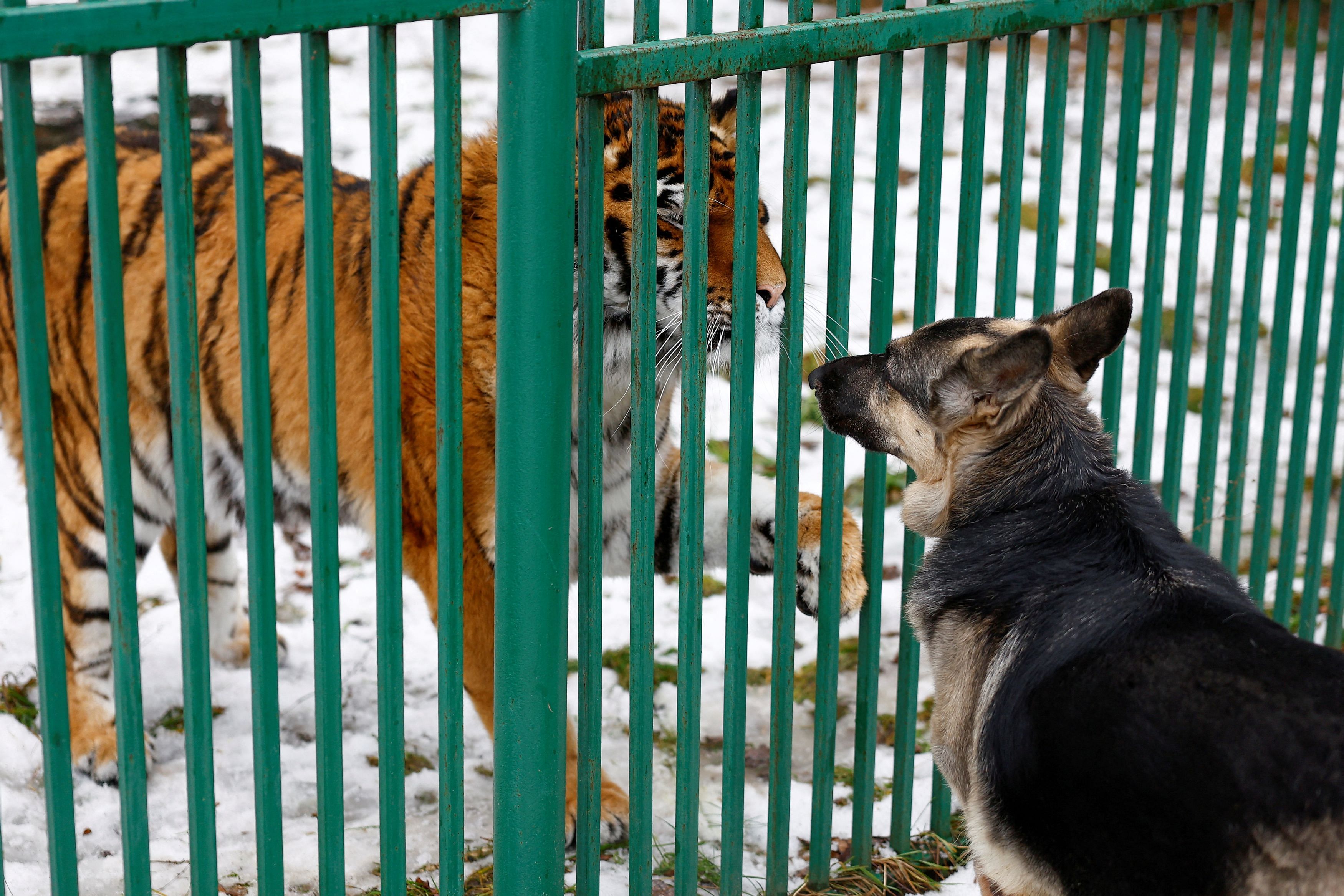 <div class="paragraphs"><p>Wounded tigress 'Tihrulia' plays with dog 'Tara' at the facility of Wild Animal Rescue Centre, amid Russia's attack on Ukraine, in the village of Chubynske, Kyiv region, Ukraine January 25, 2024. </p></div>
