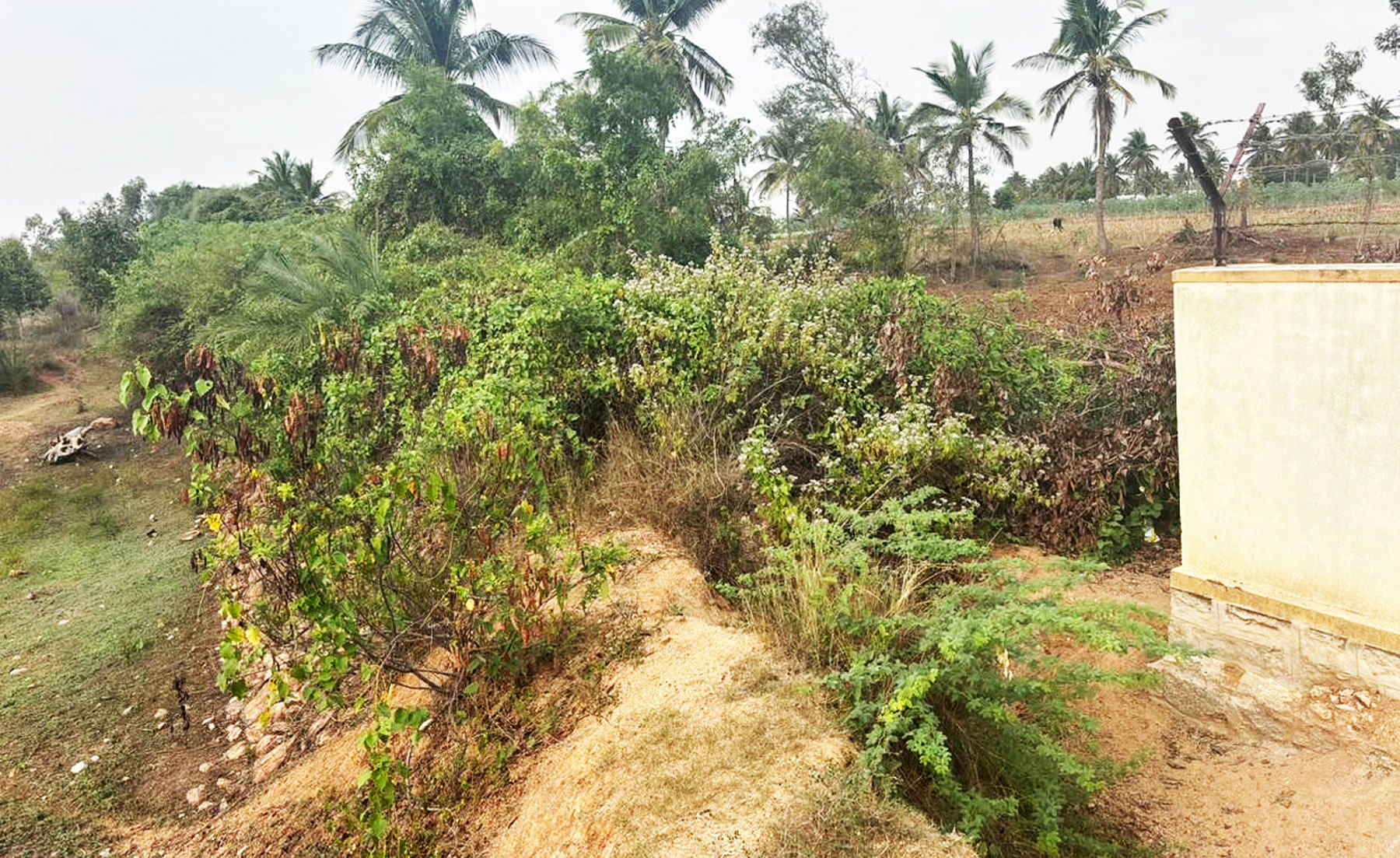 ಕೊರಟಗೆರೆ ತಾಲ್ಲೂಕು ಬೈಚಾಪುರ ಮೊರಾರ್ಜಿ ದೇಸಾಯಿ ವಸತಿ ಶಾಲೆಗೆ ಬೇಲಿಯೇ ಕಾಂಪೌಂಡ್