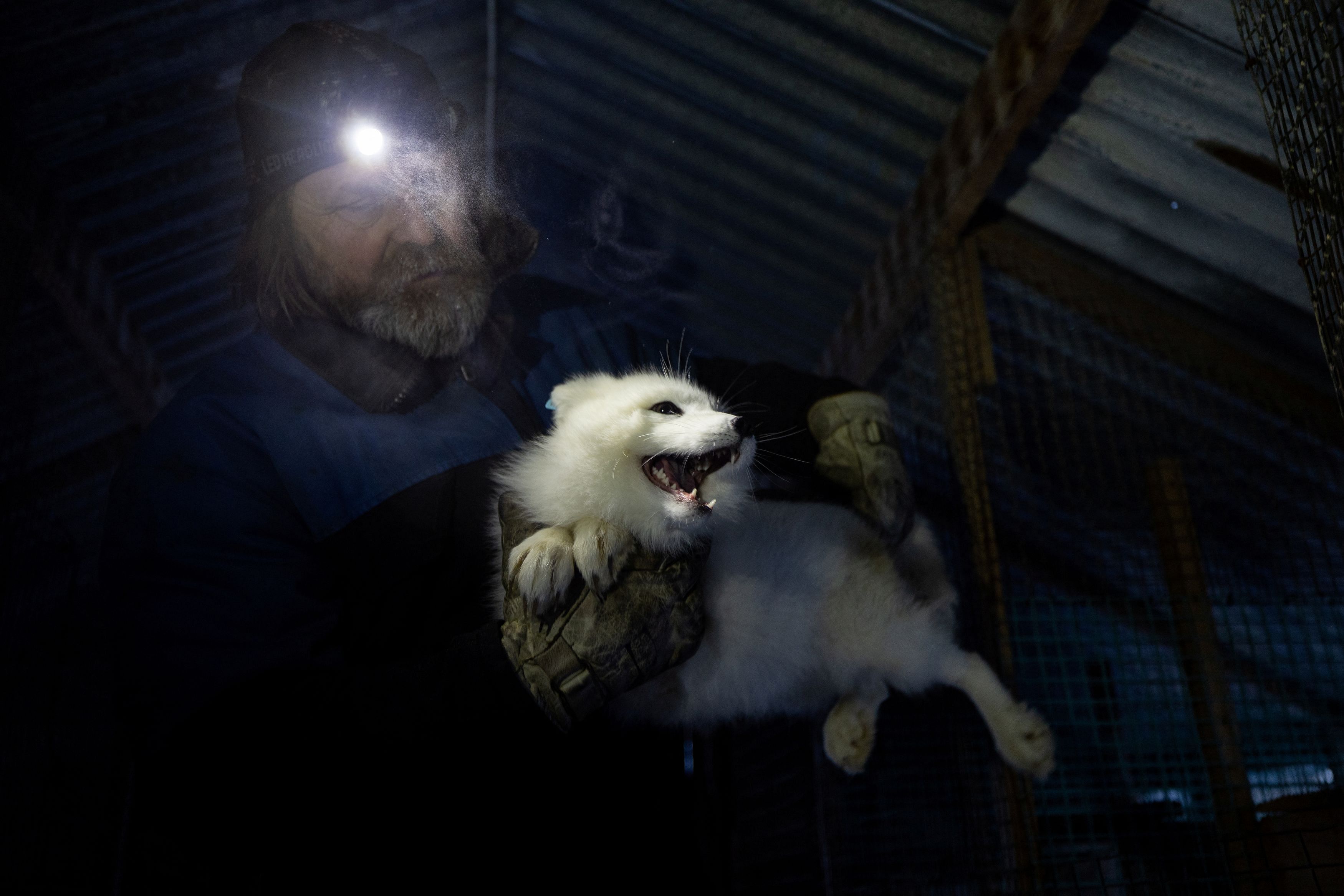 <div class="paragraphs"><p>Toralf Mjoen lifts a white Arctic fox into a wooden transport box for its approximately 500 kilometres trip south where it will be released into the wild in Oppdal, Norway February 7, 2024. </p></div>