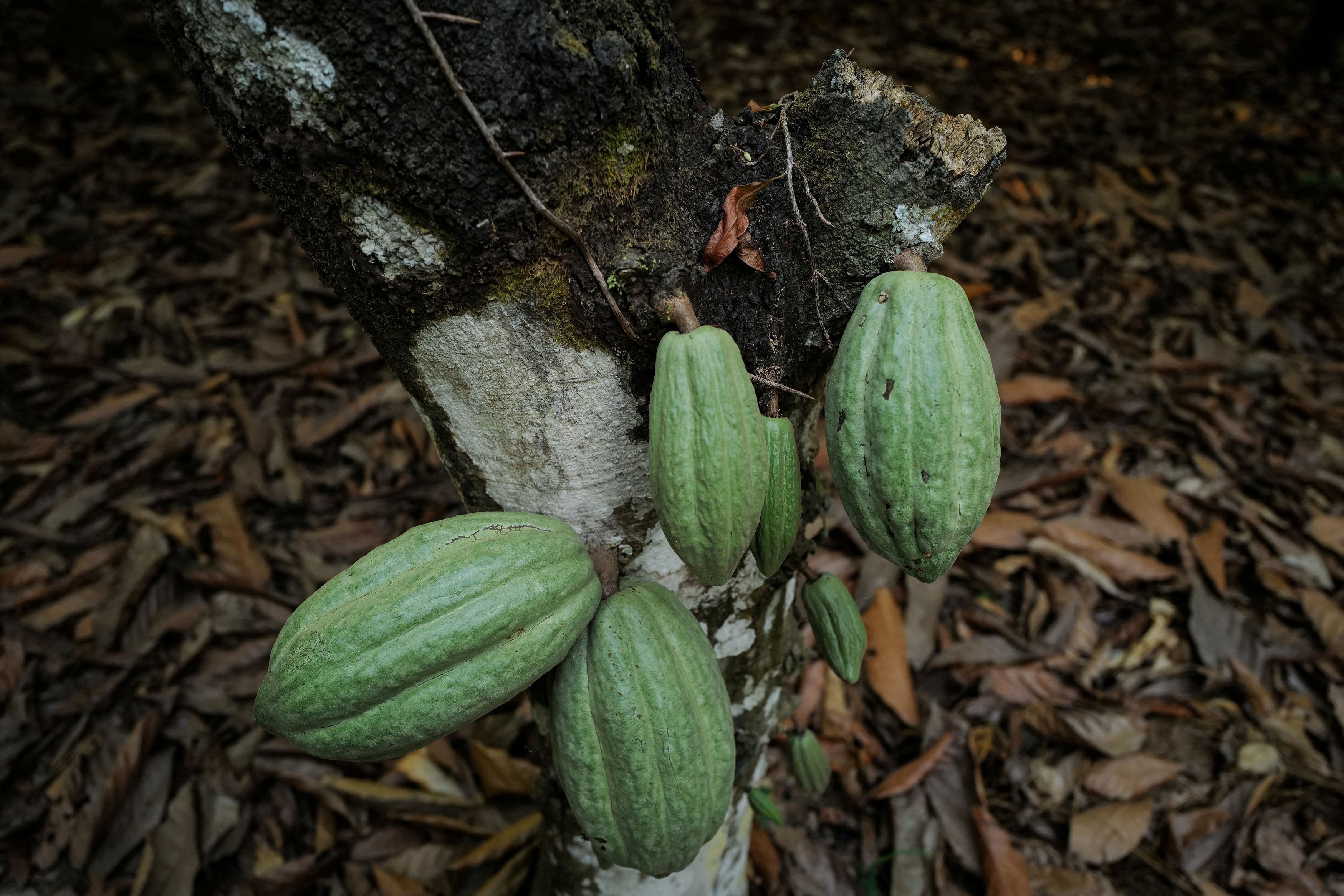 <div class="paragraphs"><p>Cocoa pods grow on a farm hit by swollen shoot disease in Osino in the Eastern Region, Ghana, February 27, 2024. </p></div>