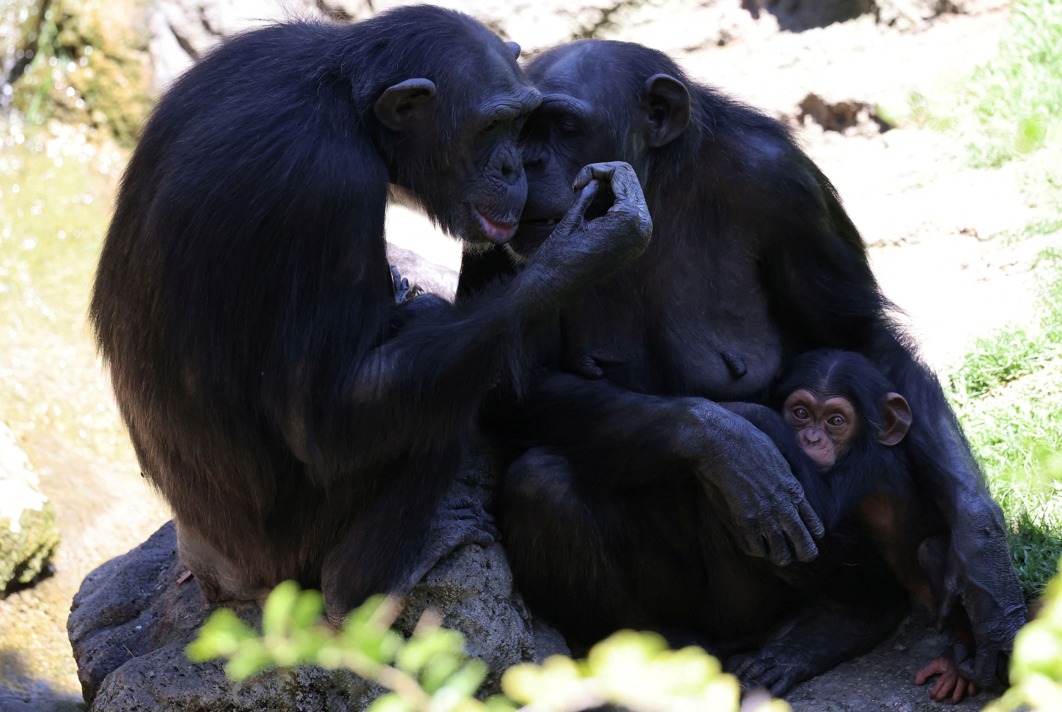 <div class="paragraphs"><p>Natalia, a chimpanzee that has carried her dead baby for months, which experts say must be respected.</p></div>