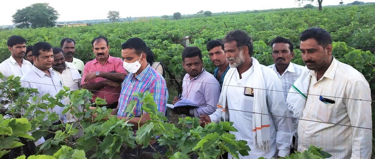 ಕಕಮರಿ ಗ್ರಾಮದಲ್ಲಿ ದ್ರಾಕ್ಷಿ ಬೆಳೆಗೆ ಹಾನಿಯಾಗಿದ್ದನ್ನು ತೋಟಗಾರಿಕೆ ಇಲಾಖೆ ಉಪನಿರ್ದೇಶಕ ಮಹಾಂತೇಶ ಮುರಗೋಡ ಮತ್ತು ವಿಜ್ಞಾನಿಗಳ ತಂಡದವರು ವೀಕ್ಷಿಸಿದ್ದರು (ಸಂಗ್ರಹ ಚಿತ್ರ)