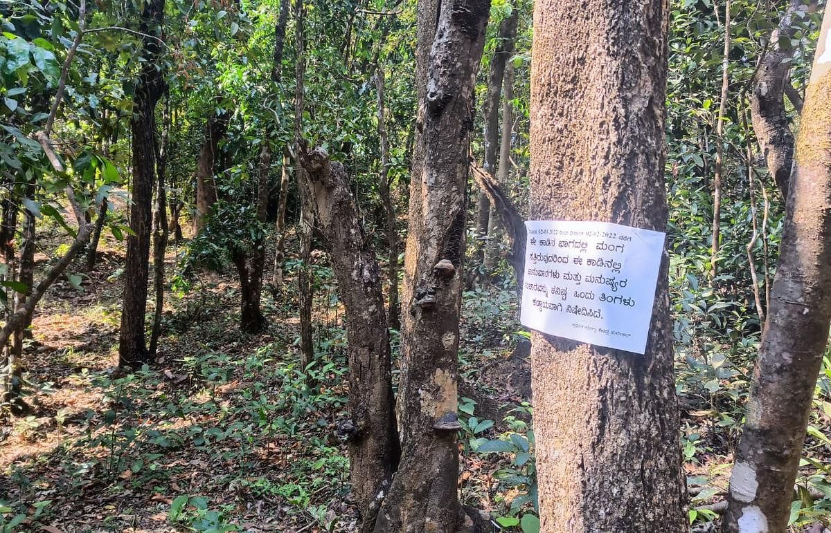 ಈಚೆಗೆ ಮಂಗ ಸತ್ತಿದ್ದ ಶಿರಸಿ ತಾಲ್ಲೂಕಿನ ಹುಲೇಕಲ್ ಗ್ರಾಮದ ಅರಣ್ಯ ಪ್ರದೇಶದಲ್ಲಿ ಜನ ಸಂಚರಿಸಿದಂತೆ ಆರೋಗ್ಯ ಇಲಾಖೆ ಎಚ್ಚರಿಕೆ ಫಲಕವನ್ನು ಅಳವಡಿಸಿರುವದು.