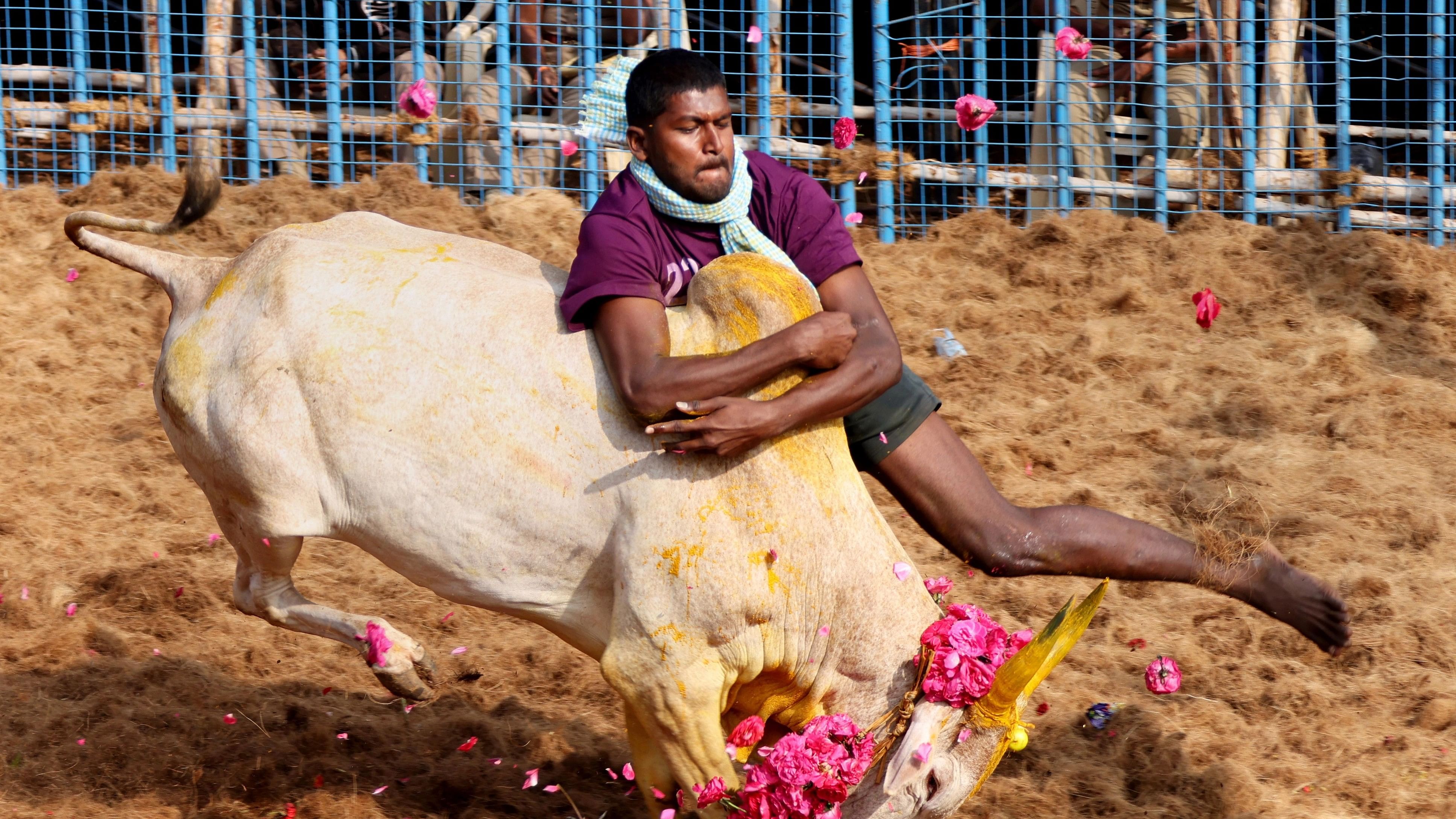 ಜಲ್ಲಿಕಟ್ಟು ಕ್ರೀಡೆ