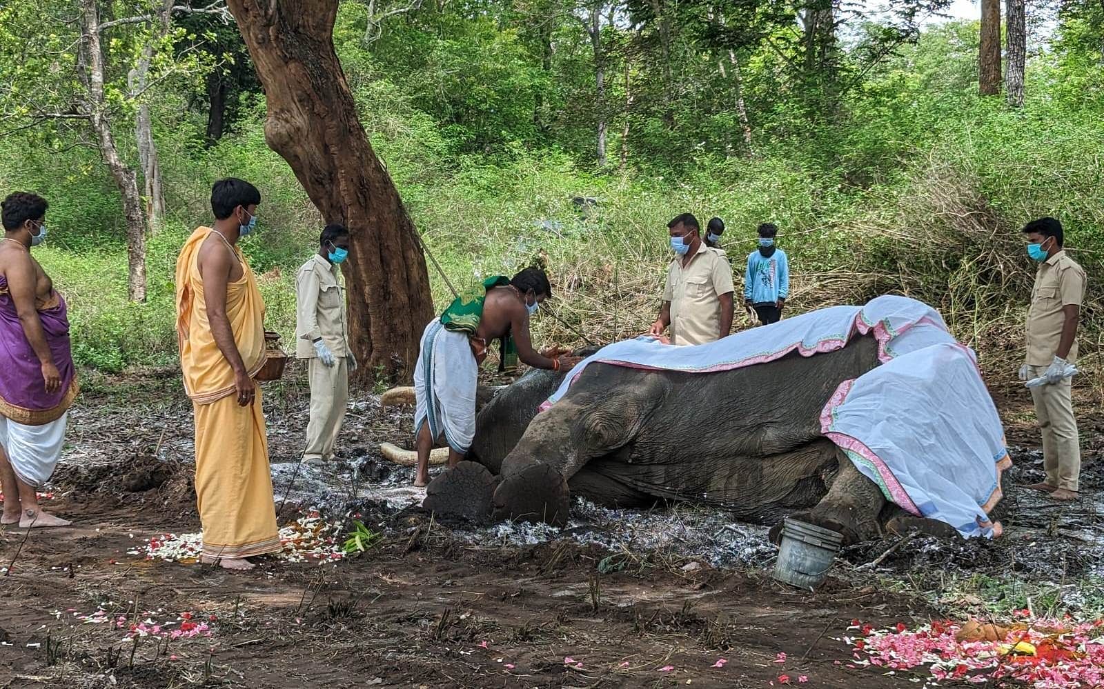 ನಾಗರಹೊಳೆ ಹುಣಸೂರು ವಲಯದ ಕಾರೆಕಟ್ಟೆ ಅರಣ್ಯದಲ್ಲಿ ಬಲರಾಮನ ಅಂತ್ಯ ಸಂಸ್ಕಾರ ಸರ್ಕಾರಿ ಗೌರವ ಮತ್ತು ವಿಧಿ ವಿಧಾನದೊಂದಿಗೆ ನೆರವೇರಿತು