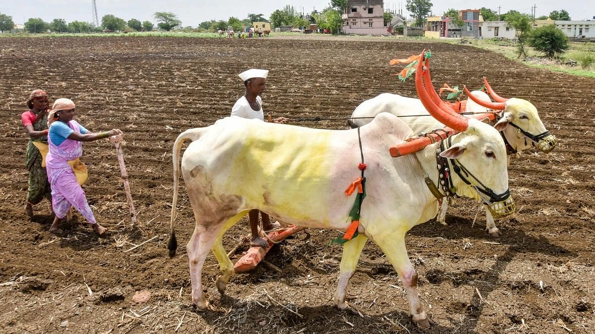 ಪ್ರಾತಿನಿಧಿಕ ಚಿತ್ರ (ಪ್ರಜಾವಾಣಿ ಚಿತ್ರ: ಪ್ರಶಾಂತ್‌ ಎಚ್‌.ಜಿ.)