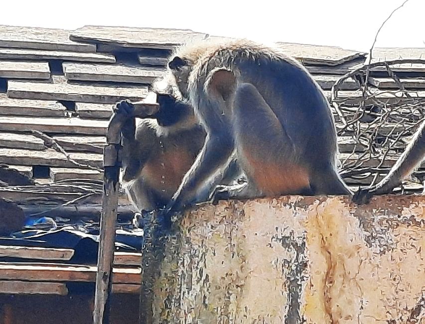 ಚಿಟಗುಪ್ಪ ತಾಲ್ಲೂಕಿನ ನಿರ್ಣಾ ಗ್ರಾಮದಲ್ಲಿ ಸೋರುತ್ತಿರುವ ಕೊಳವೆ ಬಾವಿಯಲ್ಲಿ ಹನಿ ನೀರಿಗೆ ಬಾಯೊಡ್ಡಿದ್ದ ಮಂಗಗಳು