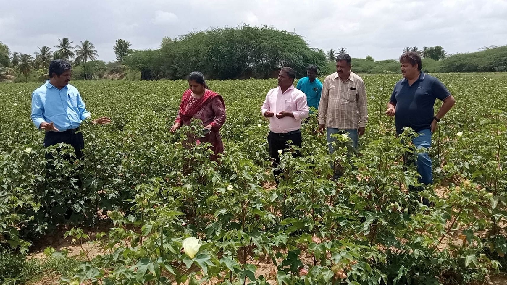 ಧರ್ಮಪುರ ಸಮೀಪದ ಅರಳೀಕೆರೆ ರೈತ ಕಾಂತರಾಜ ಅವರ ಹತ್ತಿ ಬೆಳೆಯನ್ನು ಬಬ್ಬೂರು ಕೃಷಿ ವಿಜ್ಞಾನ ಕೇಂದ್ರದ ವಿಜ್ಞಾನಿಗಳು ಮಂಗಳವಾರ  ಪರಿಶೀಲಿಸಿದರು