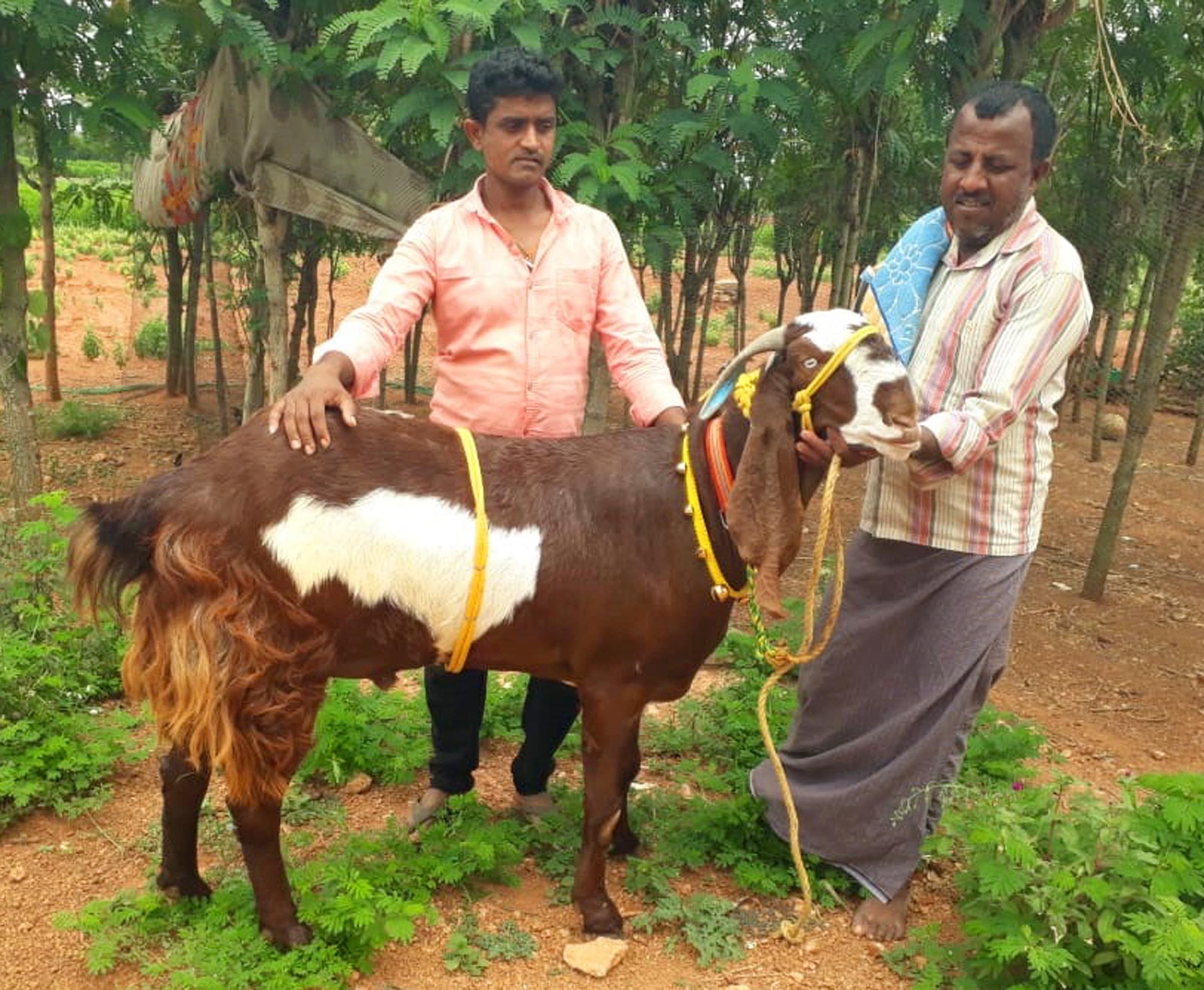 ಒಂದು ಲಕ್ಷಕ್ಕೆ ಮಾರಾಟವಾದ ಬೀಟಲ್ ತಳಿಯ ಮೇಕೆ