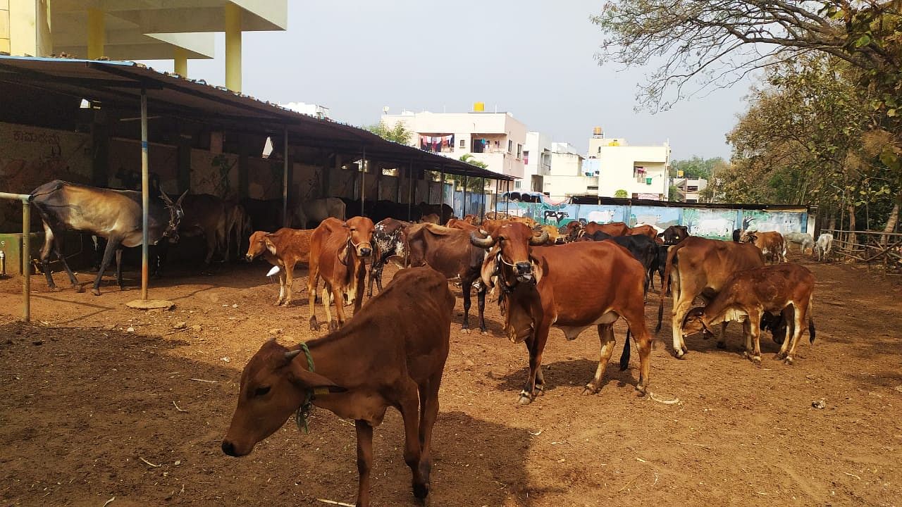 ಹುಬ್ಬಳ್ಳಿಯ ಸಿದ್ಧಾರೂಢ ಮಠದ ಆರೂಢ ಗೋಶಾಲೆಯಲ್ಲಿರುವ ಹಸುಗಳು