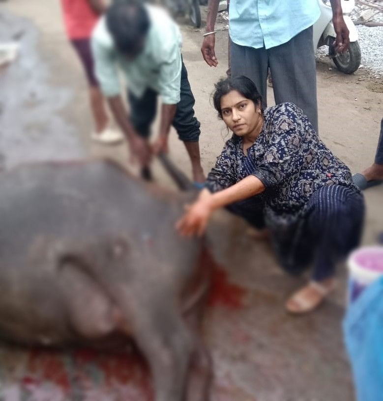 ಮೈಸೂರಿನ ಹಿನಕಲ್‌ನಲ್ಲಿ ಪಶುವೈದ್ಯಾಧಿಕಾರಿ ಡಾ.ಎ.ವರಲಕ್ಷ್ಮಿ ಅವರು ಎಮ್ಮೆಗೆ ಚಿಕಿತ್ಸೆ ನೀಡಿದರು