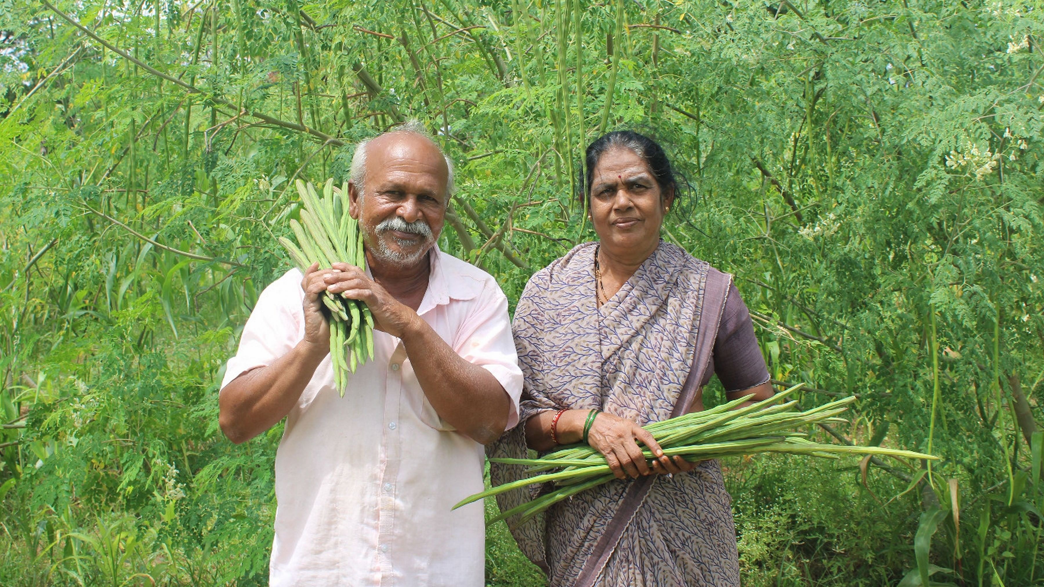 ತಾವು ಬೆಳೆದ ನುಗ್ಗಿ ಜೊತೆ ಯಂಕರಡ್ಡಿ ದಂಪತಿ