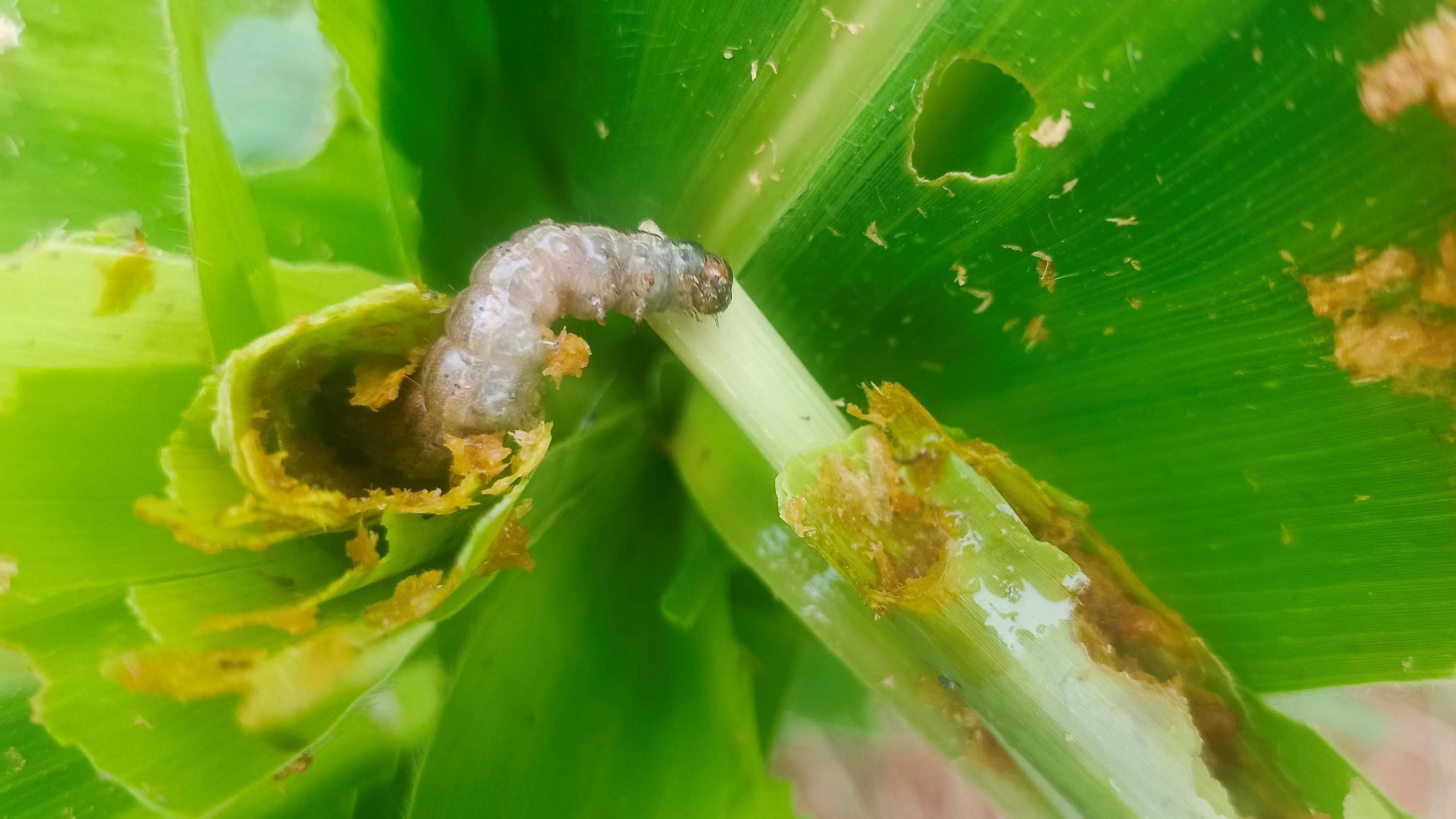 ಸುಳಿಯನ್ನು ಕೊರೆಯುತ್ತಿರುವ ಲದ್ದಿ ಹುಳು