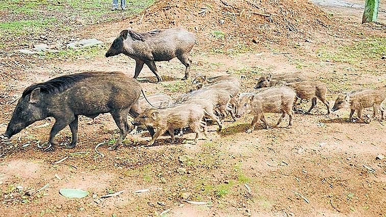 ಕಾಡು ಹಂದಿ