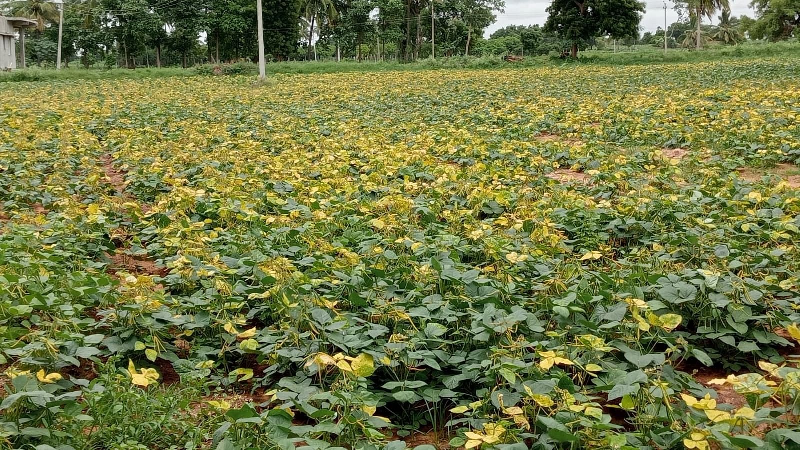 ಕುಕನೂರಿನ ರೈತರೊಬ್ಬರ ಹೊಲದಲ್ಲಿ ಹೆಸರು ಬೆಳೆಗೆ ಹಳದಿ ರೋಗ ಕಾಣಿಸಿಕೊಂಡಿರುವುದು