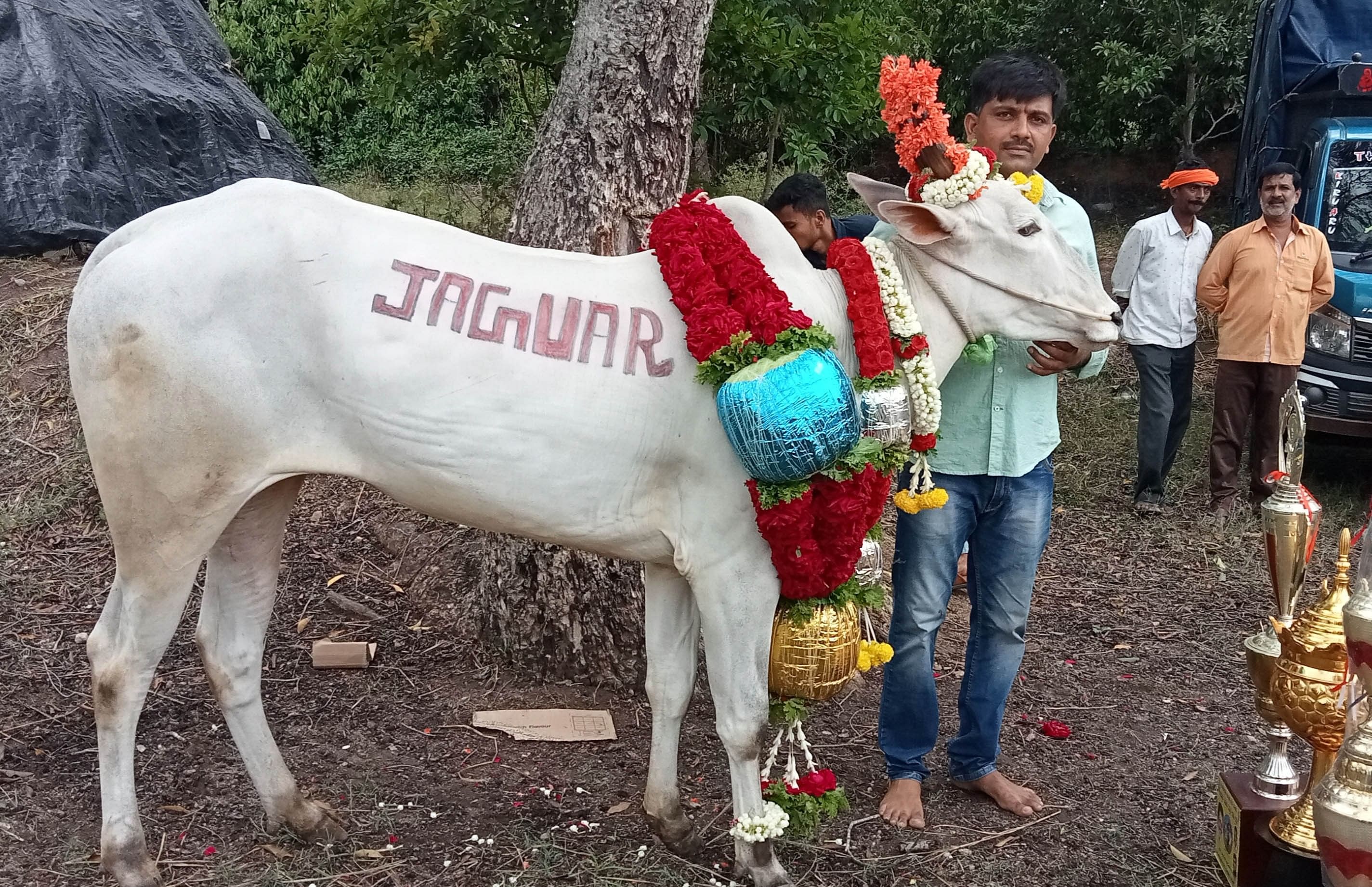 ತಮ್ಮ ಒಂಟಿ ಎತ್ತಿನೊಂದಿಗೆ ಶ್ರೀರಂಗಪಟ್ಟಣ ತಾಲ್ಲೂಕಿನ ಶ್ರೀನಿವಾಸ ಅಗ್ರಹಾರ ಗ್ರಾಮದ ನವೀನ್‌