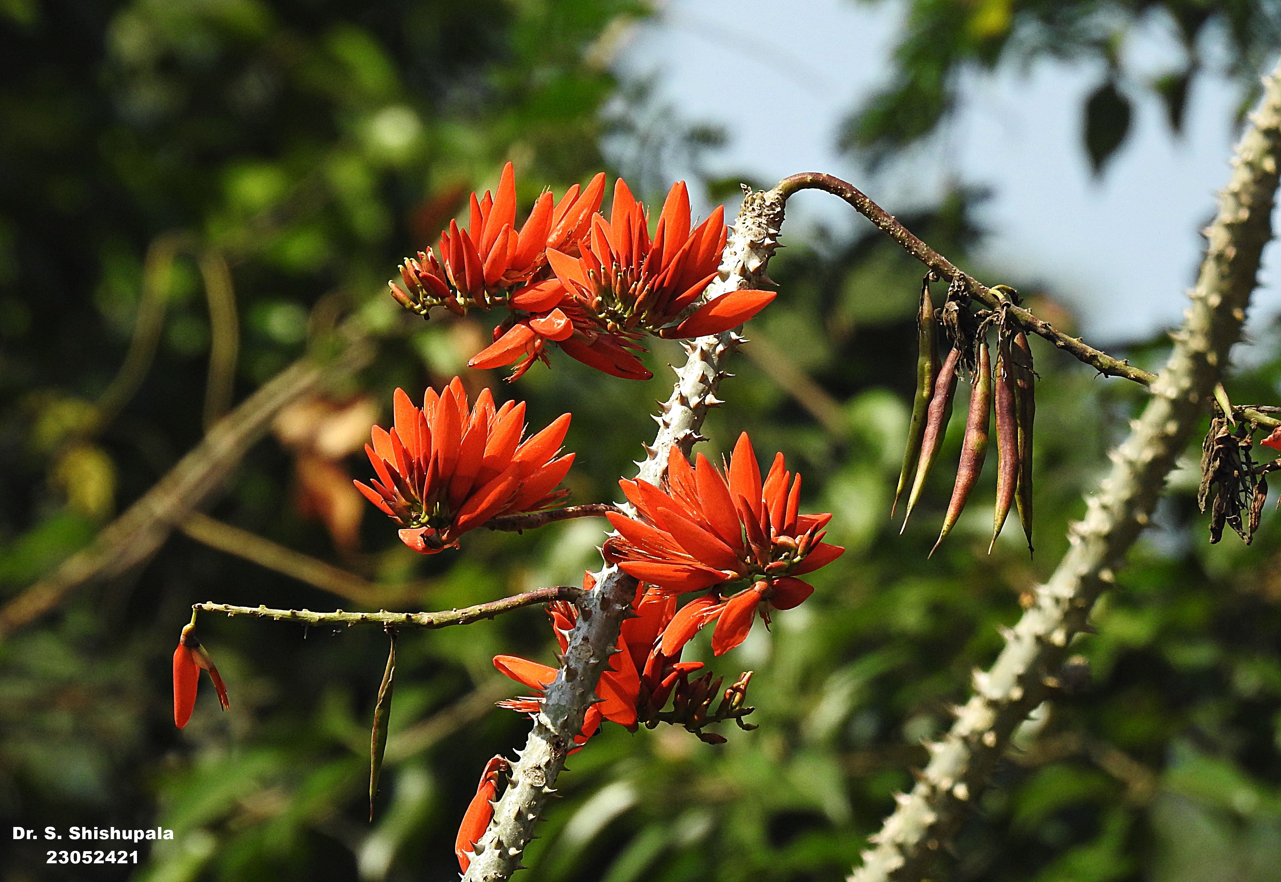 ಹಾಲವಾಣದ ಹೂವು
ಚಿತ್ರ: ಲೇಖಕರದ್ದು