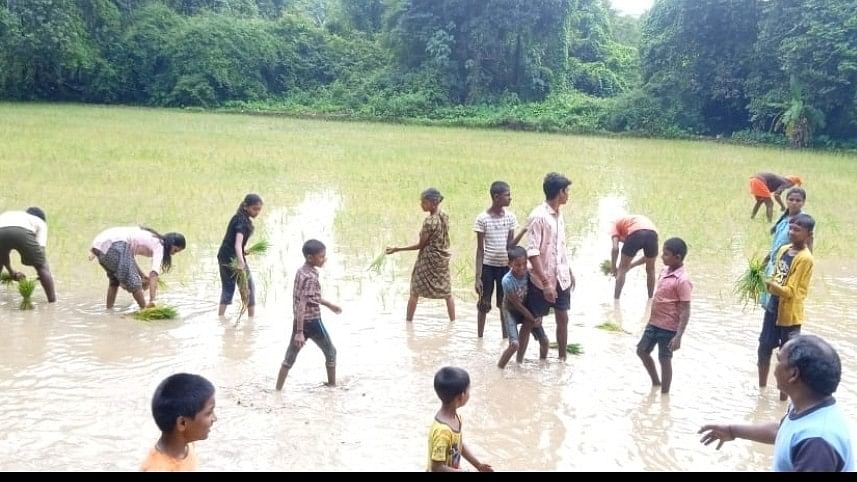 ಕೊಣಾಜೆ ಗುಡ್ಡುಪಾಲ್‌ನ ಶ್ರೀರಾಮಾಂಜನೇಯ ವ್ಯಾಯಾಮ ಶಾಲೆ ನೇತೃತ್ವದಲ್ಲಿ ವಿದ್ಯಾರ್ಥಿಗಳು, ಸಮಿತಿ ಸದಸ್ಯರು ನೇಜಿ ನಾಟಿ ಮಾಡಿದರು