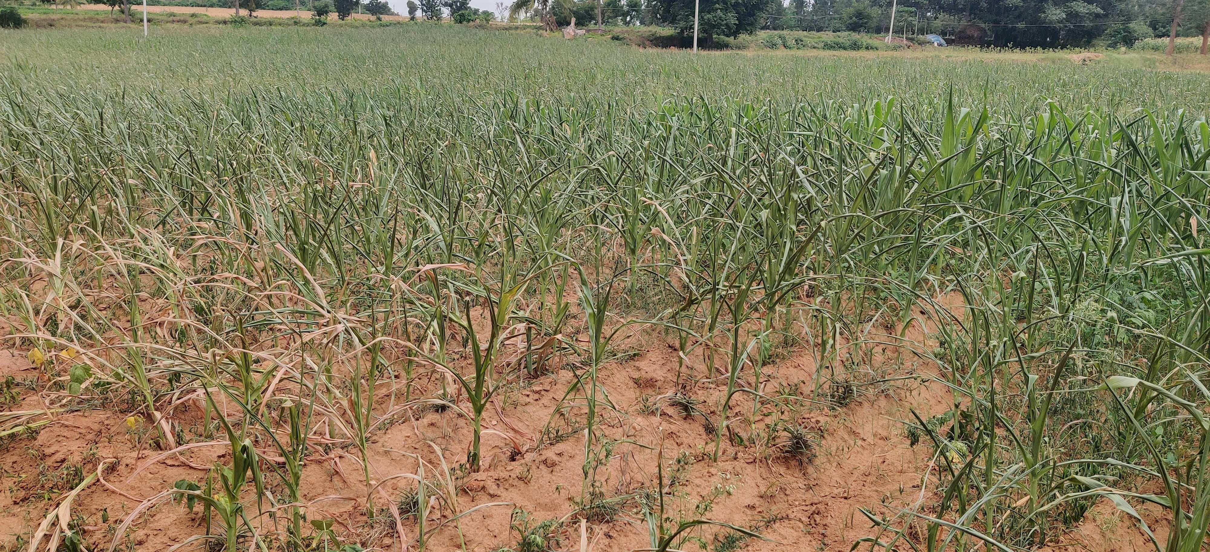 ಗೌರಿಬಿದನೂರು ತಾಲ್ಲೂಕಿನ ಹೊಸೂರು ‌ಹೋಬಳಿ‌ ವ್ಯಾಪ್ತಿಯಲ್ಲಿ ಬಿಸಿಲಿನ ಬೇಗೆಗೆ ಕಮರಿರುವ ಮುಸಕಿನ ಜೋಳದ ಬೆಳೆ