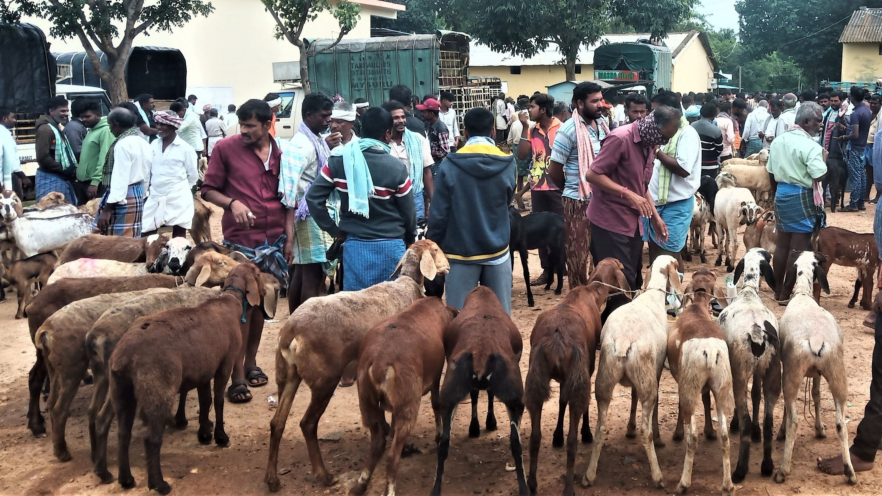 ಚಿಕ್ಕನಾಯಕನಹಳ್ಳಿಯ ಸೋಮವಾರದ ಮರಿ ಸಂತೆಗೆ ಬಂದಿರುವ ಕುರಿಗಳು