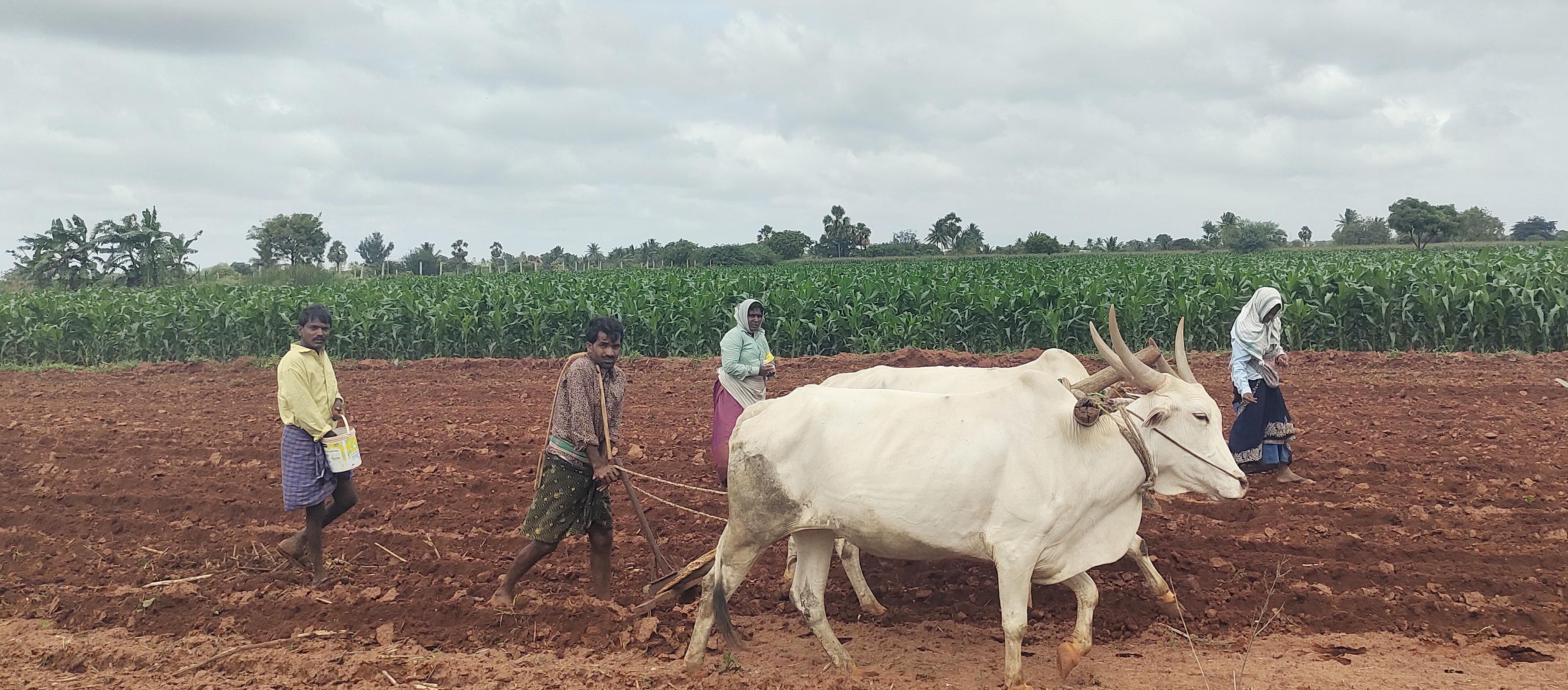 ಹಗರಿಬೊಮ್ಮನಹಳ್ಳಿ ತಾಲ್ಲೂಕಿನ ಹಂಪಾಪಟ್ಟಣದ ಹೊಲದಲ್ಲಿ ರೈತರು ಮೆಕ್ಕೆಜೋಳ ಬಿತ್ತನೆಯಲ್ಲಿ ತೊಡಗಿದ್ದರು