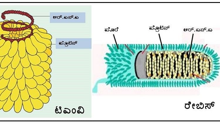 ಸಸ್ಯ ಮತ್ತು ಪ್ರಾಣಿಗಳಲ್ಲಿ ರೋಗ ಉಂಟು ಮಾಡುವ ವೈರಸ್‌ಗಳು
 