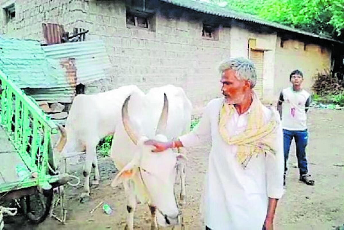 ಕಾಣೆಯಾಗಿದ್ದ ಎತ್ತುಗಳು ಮನೆಗೆ ಮರಳಿದ ಬಳಿಕ ರೈತ ತಿರುಪತಿ ಅವುಗಳ ಆರೈಕೆ ಮಾಡಿದರು