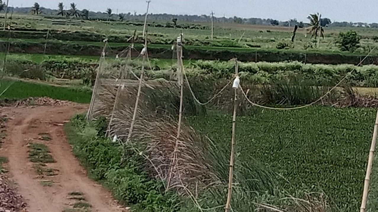 ಚಿರತೆ ಎರಗಿದ ಸ್ಥಳ
