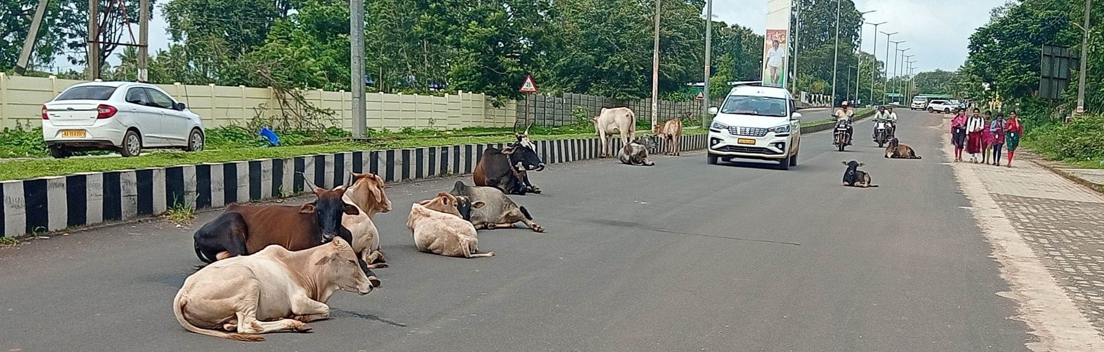 ಸೊರಬ, ಶಿರಾಳಕೊಪ್ಪ ಮುಖ್ಯ ರಸ್ತೆಯಲ್ಲಿ ಬಿಡಾಡಿ ದನಗಳು ಮೊಕ್ಕಾಂ ಹೂಡಿರುವುದು