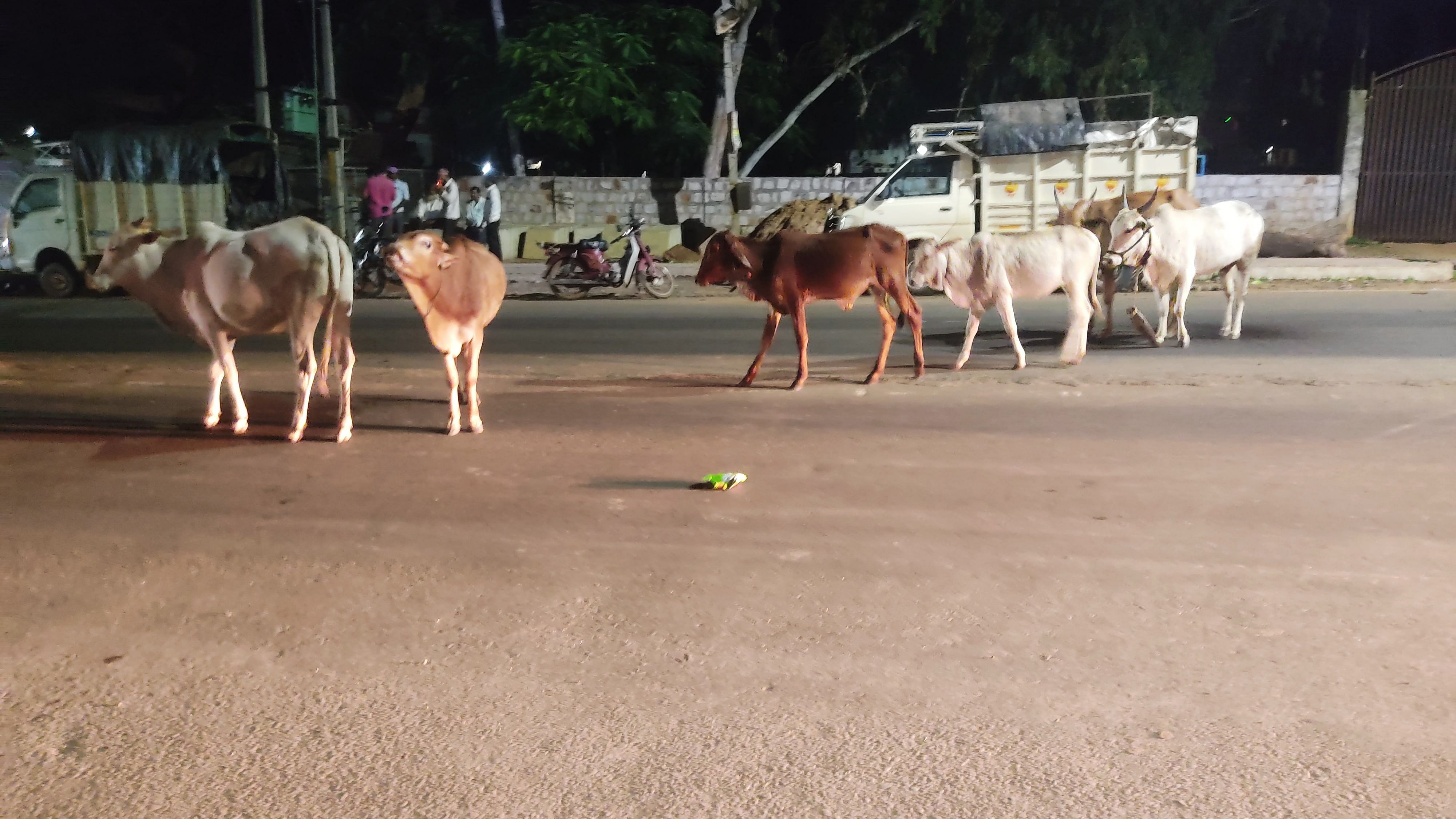 ಕೆರೂರಿನ ಎ.ಆರ್. ಹಿರೇಮಠ ಪ್ರೌಢಶಾಲೆ ಹತ್ತಿರ ರಸ್ತೆ ಮಧ್ಯದಲ್ಲಿ ರಾತ್ರಿ ವೇಳೆ ಹಿಂಡು ಹಿಂಡಾಗಿ ಓಡಾಡುತ್ತಿರುವ ಬಿಡಾಡಿ ದನಗಳು