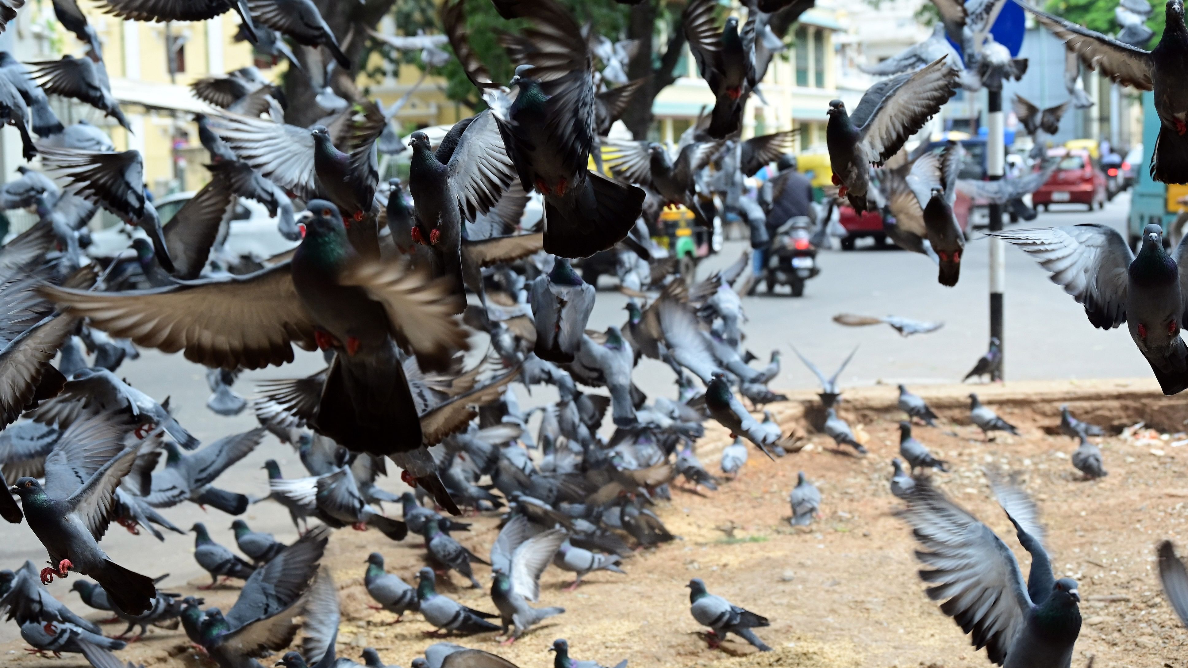 ಬೆಂಗಳೂರಿನ ಸಜ್ಜನ್‌ ರಾವ್‌ ವೃತ್ತದ ಸಮೀಪ ಜನರು ಹಾಕುವ ಕಾಳುಗಳನ್ನರಸಿ ಬರುವ ಪಾರಿವಾಳದ ದಂಡು. ಚಿತ್ರಗಳು: ರಂಜು ಪಿ.