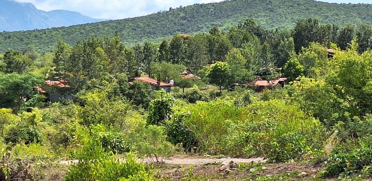 ಗುಂಡ್ಲುಪೇಟೆ ತಾಲ್ಲೂಕಿನ ಬಾಚಹಳ್ಳಿ ಗ್ರಾಮದಲ್ಲಿ ರೆಸಾರ್ಟ್‌ ಕಟ್ಟಡಗಳು ಇರುವ ಪ್ರದೇಶ