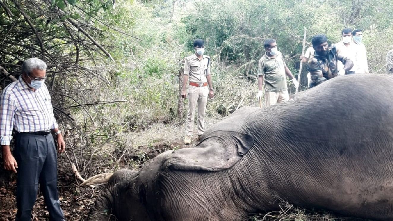 ಮೃತಪಟ್ಟ ಆನೆಯನ್ನು ಅರಣ್ಯ ಇಲಾಖೆ ಅಧಿಕಾರಿಗಳು ಪರಿಶೀಲಿಸಿದರು