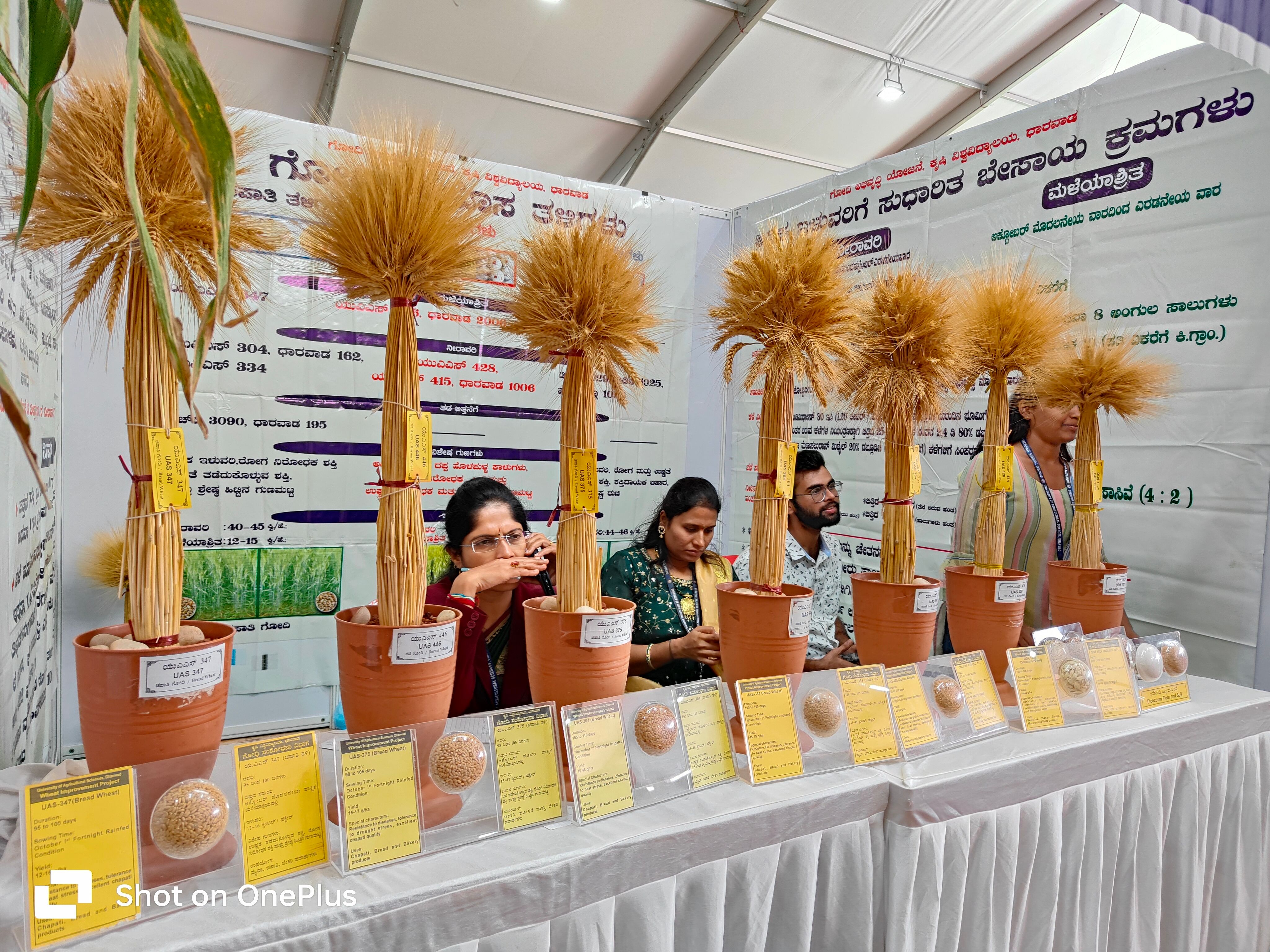 ಧಾರವಾಡದ ಕೃಷಿ ವಿಶ್ವವಿದ್ಯಾಲಯದ ಆವರಣದಲ್ಲಿ ನಡೆಯುತ್ತಿರುವ ಕೃಷಿ ಮೇಳದಲ್ಲಿ ಪ್ರದರ್ಶನಕ್ಕೆ ಇಡಲಾಗಿರುವ ವಿವಿಧ ಗೋಧಿ ತಳಿಗಳು