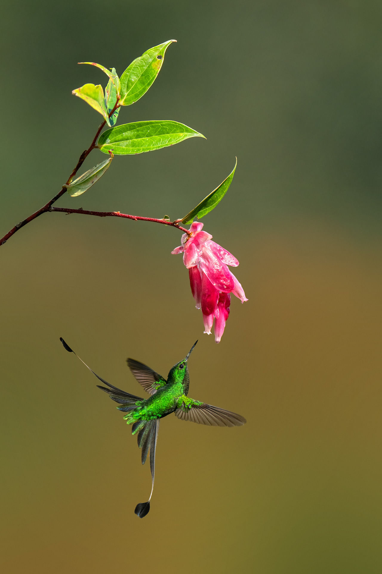 ಮಕರಂದ ಹೀರಲು ಸಜ್ಜಾದ ಬೂಟೆಡ್‌ ಹಮ್ಮಿಂಗ್‌ಬರ್ಡ್‌