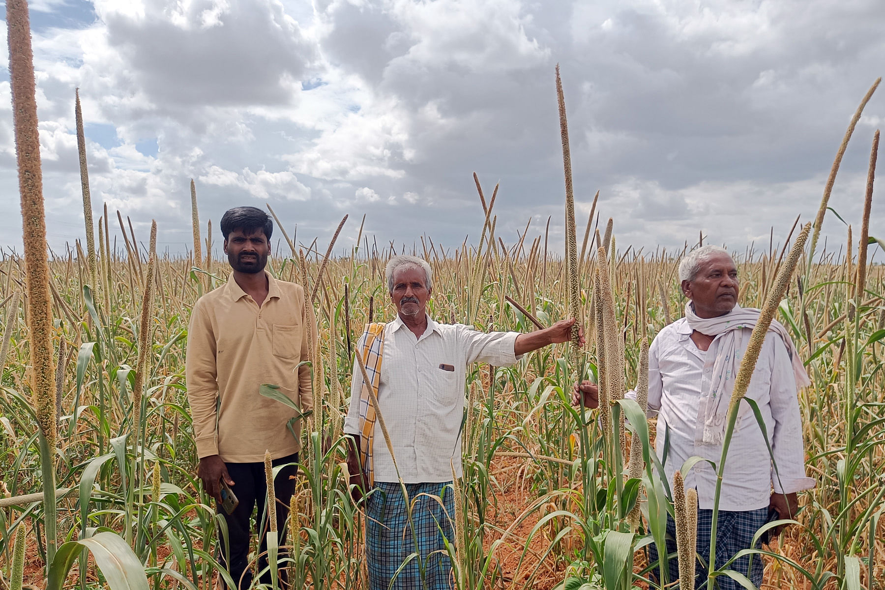 ಕಾನಹೊಸಹಳ್ಳಿ ಸಮೀಪದ ಸಿದ್ದಾಪುರ ಗ್ರಾಮದಲ್ಲಿ ವಿಶೇಷ ತಳಿಯ ಸಜ್ಜೆ ಬೆಳೆದಿರುವ ರೈತರು