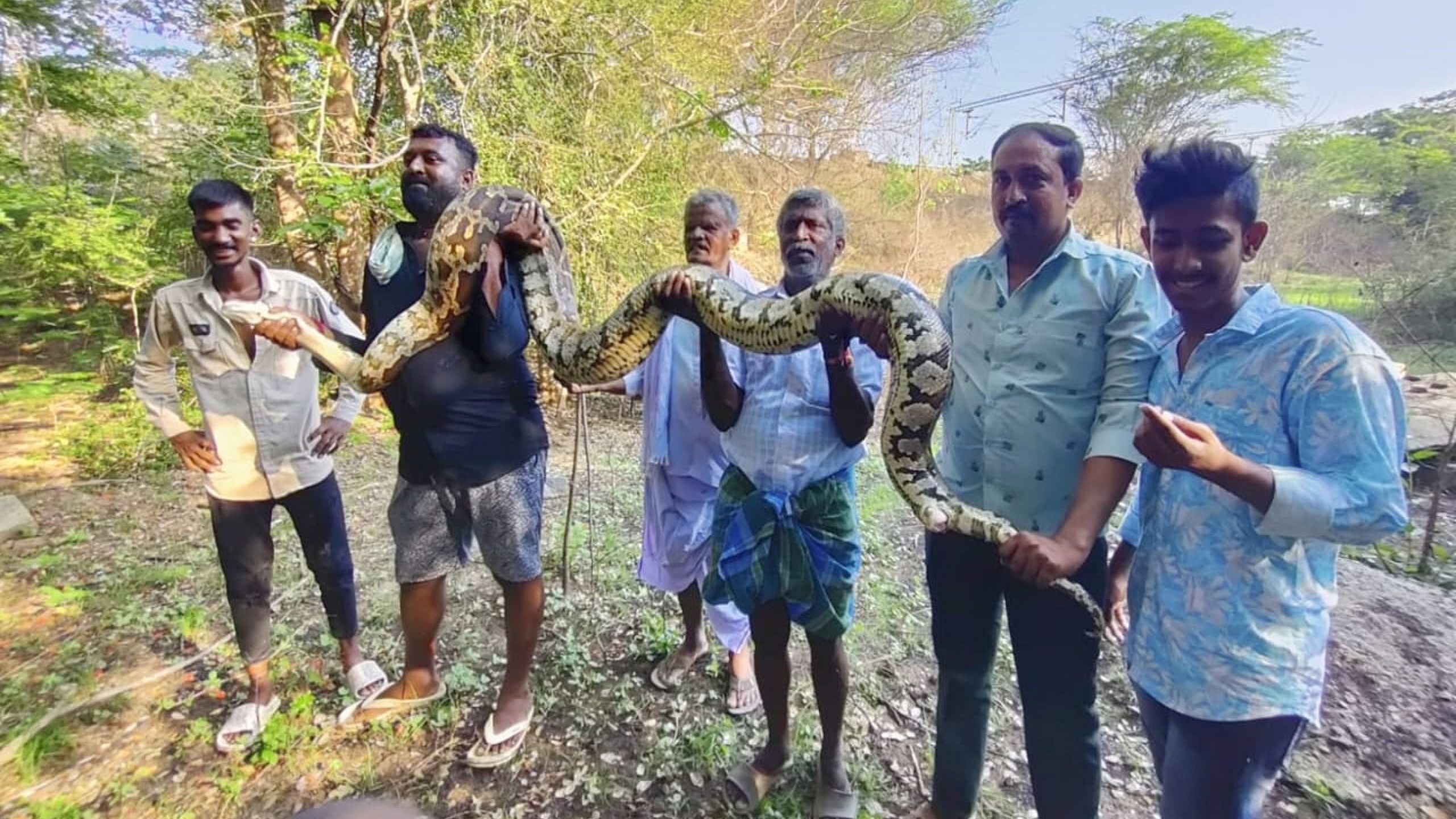  ಮದ್ದೂ ಸಮೀಪದ ಶಿಂಷಾ ನದಿ ದಡದಲ್ಲಿ ಬುಧವಾರಬೃಹತ್‌ ಗಾತ್ರದ ಹೆಬ್ಬಾವು ಸೆರೆ ಸಿಕ್ಕಿದೆ.