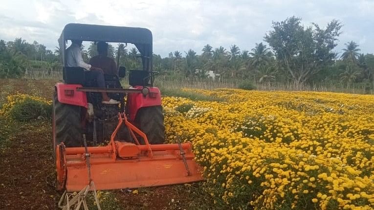 ಮೇಲುಕೋಟೆ ಹೋಬಳಿಯ ಸುಂಕಾತೊಣ್ಣೂರು ರೈತ ಎಸ್.ಡಿ. ಯೋಗರಾಜು ಅವರು ಕಂಚನಹಳ್ಳಿ ಬಳಿ ಬೆಳೆದಿದ್ದ ಸೇವಂತಿಗೆ ಬೆಳೆಯನ್ನು ರೋಟವೇಟರ್ ಬಳಸಿ ನಾಶಪಡಿಸಿದರು