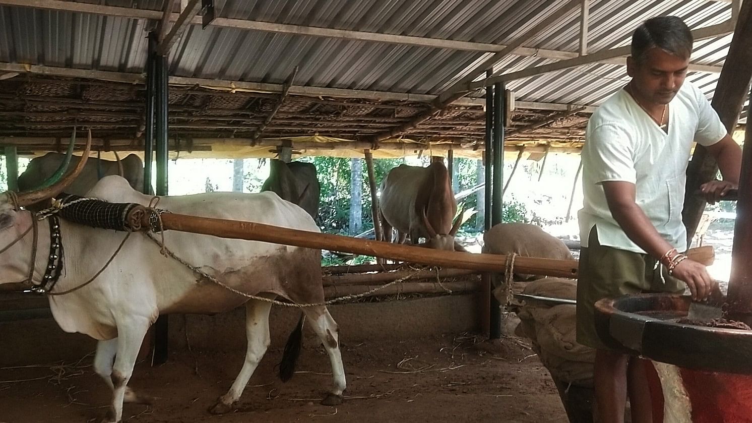 ಕೆ.ಆರ್.ನಗರ ತಾಲ್ಲೂಕಿನ ಅಡಗನಹಳ್ಳಿಯಲ್ಲಿ ಎತ್ತಿನ ಗಾಣದೊಂದಿಗೆ ಎಚ್.ಆರ್.ನವೀನ್ ಕುಮಾರ್