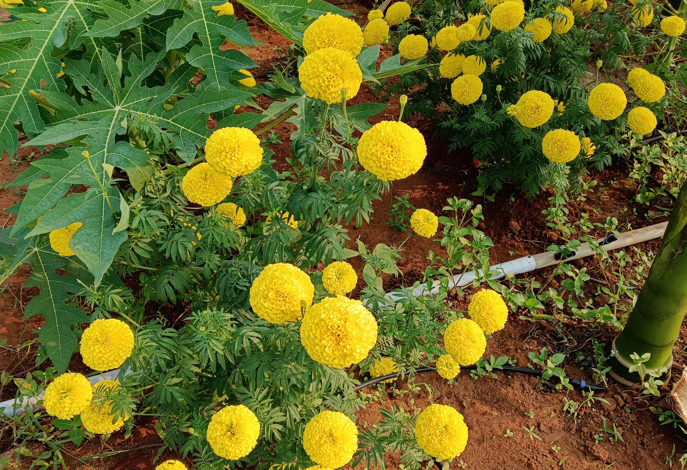 ಭರ್ಜರಿ ಅರಳಿದ ಚೆಂಡು ಹೂವು