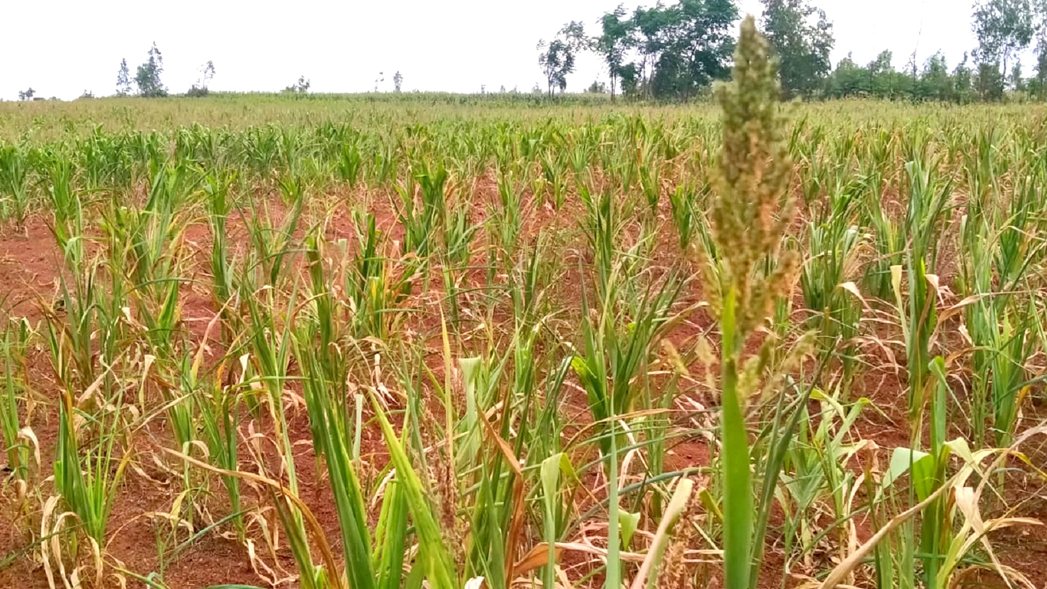 ಶಿಗ್ಗಾವಿ ತಾಲ್ಲೂಕಿನ ದುಂಡಶಿ ಗ್ರಾಮದ ಬಳಿ ಮೆಕ್ಕೆಜೋಳದ ಬೆಳೆ ಒಣಗಿರುವ ದೃಶ್ಯ 