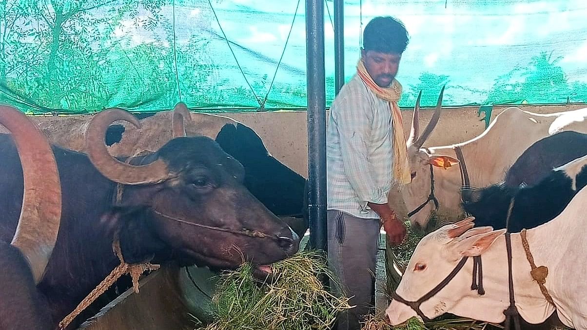 ಎಮ್ಮೆಗಳಿಗೆ ಮೇವು ನಿಡುತ್ತಿರುವ ರೈತ ಮಹಾದೇವ ಅರಟಾಳ